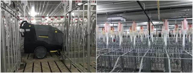 猪舍杀菌消毒解决方案