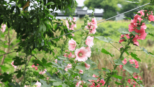 夏日庭院清洁方案在哪里？卡赫为你献上良招妙计！