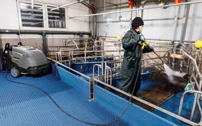 非洲猪瘟：通过清洁预防