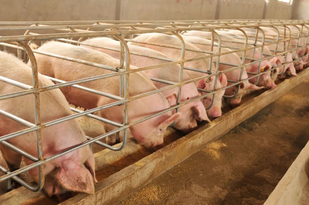 畜牧業清潔專題 | 第一期：做好豬場清潔，做能抗風險的養豬人